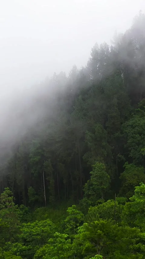 Mountain peaks covered with forest from above. Stock Footage 252405888