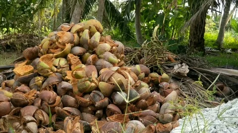 A mountain of peeled coconut Stock Footage 102090894