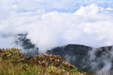 On the mountain Foto stock