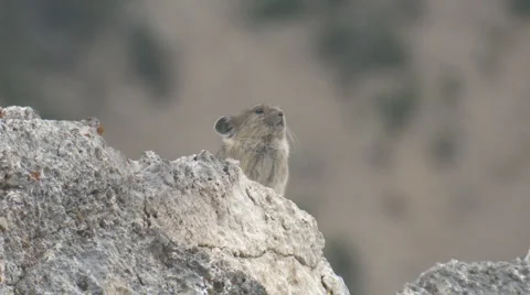 Mountain Pika in Rocky Mountains Stock Footage