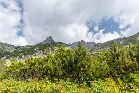  Mountain pine among mountains Stock Photos