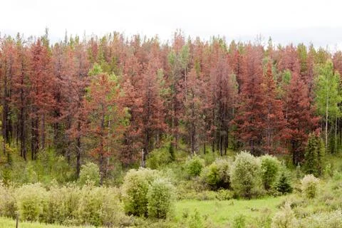 Mountain Pine Beetle killed pine forest Stock Photos