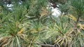 Mountain pine branches close up in botanic garden of Brunswick - Braunschweig 4k 4k or 4k+ Resolution