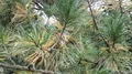 Mountain pine branches close up panning in botanic garden of Brunswick 4k 4k or 4k+ Resolution