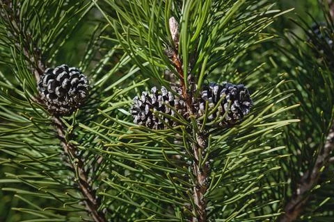 Mountain pine branches with cones in sunlight - Pinus mugo Turra Fotos Stock