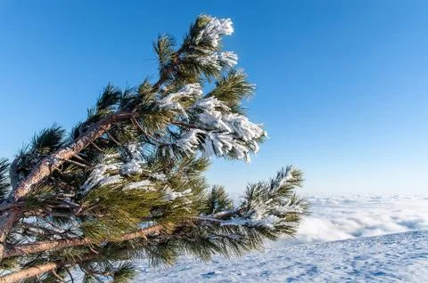 Mountain pine with branches incrustrated by snow Stock-Fotos