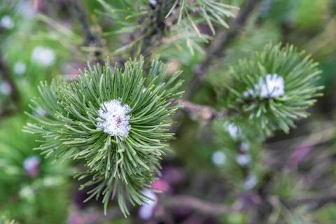 Mountain pine. A close-up view. Stock Photos