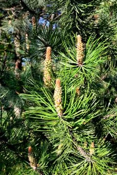 Mountain pine closeup. Needles and buds. Beautiful natural background Stock Photos