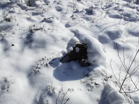 Mountain Pine Covered in Deep Winter Snow Foto stock