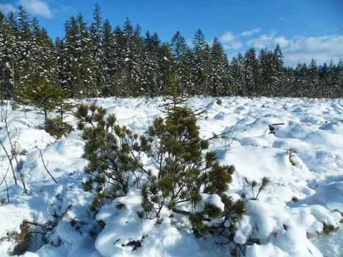 Mountain Pine Covered in Deep Winter Snow Foto stock