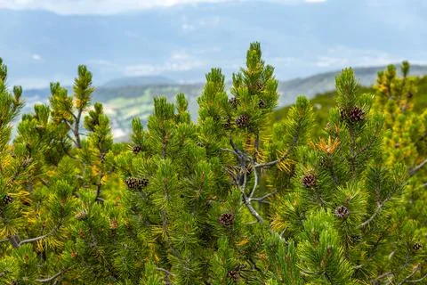 Mountain Pine Detail Stock Photos