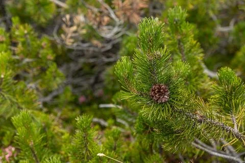Mountain Pine Detail Stock Photos