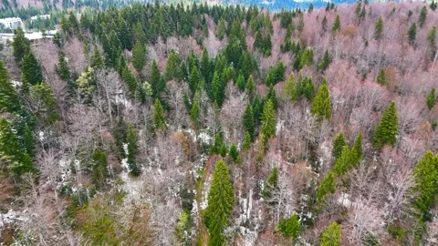 Mountain Pine Drift Stock-Footage 296857186