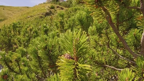 Mountain pine Stock Footage 79897111
