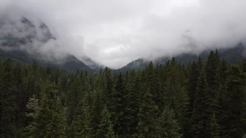 Mountain pine forest in fog 스톡 동영상 312035073