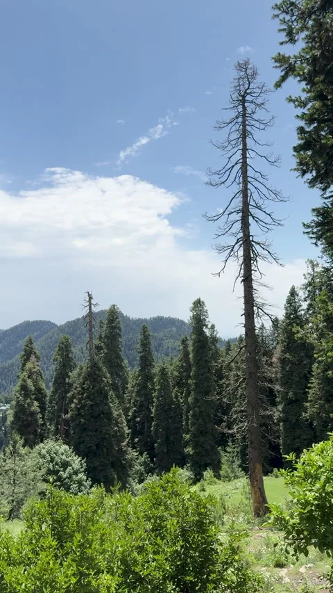 Mountain Pine Forest Landscape 스톡 동영상 336399571
