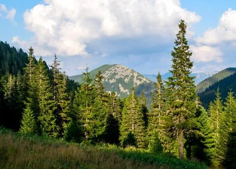 Mountain pine forest Stock Photos