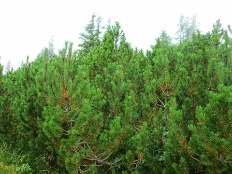 Mountain Pine in Misty Landscape Foto stock