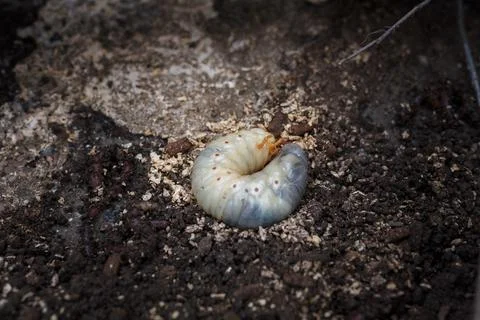 Mountain pine or bark beetle larva, close up. Parasite destroying trees Stockfoto's