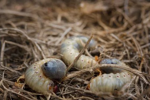 Mountain pine or bark beetle larvae, close up. Parasite destroying trees 스톡 사진