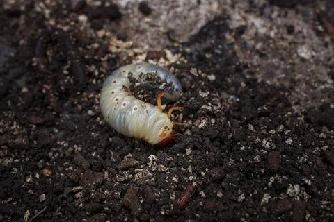 Mountain pine or bark beetle larva, close up. Parasite destroying trees Stock Photos