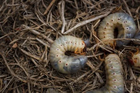 Mountain pine or bark beetle larvae, close up. Parasite destroying trees Stock Photos