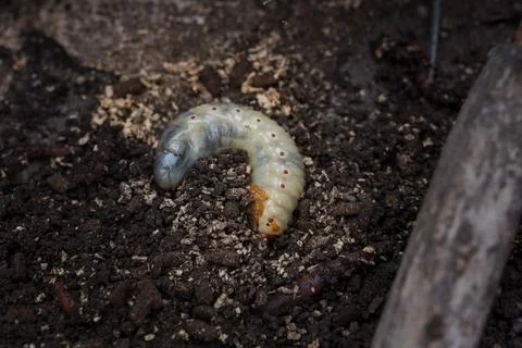 Mountain pine or bark beetle larva, close up. Parasite destroying trees Stock Photos