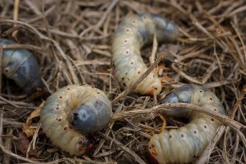 Mountain pine or bark beetle larvae, close up. Parasite destroying trees Stock Photos