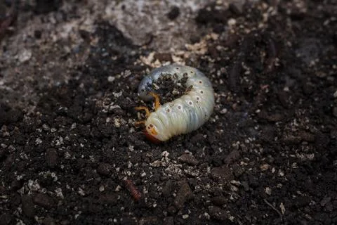 Mountain pine or bark beetle larva, close up. Parasite destroying trees 스톡 사진