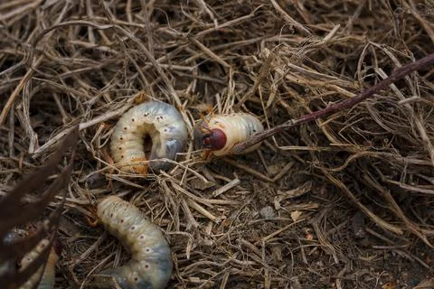 Mountain pine or bark beetle larvae, close up. Parasite destroying trees Stock Photos
