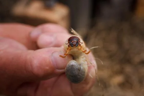 Mountain pine or bark beetle larva in male hand, close up. Parasite Stock Photos