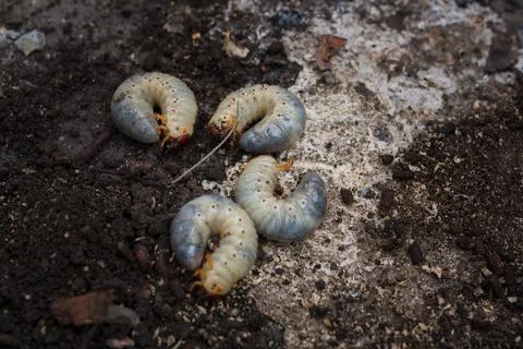 Mountain pine or bark beetle larvae, close up. Parasite destroying trees Stock Photos