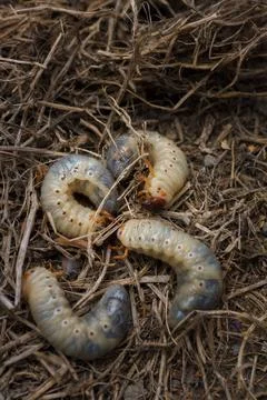 Mountain pine or bark beetle larvae, close up. Parasite destroying trees Stock Photos