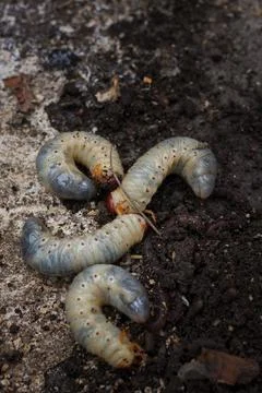 Mountain pine or bark beetle larvae, close up. Parasite destroying trees Stock Photos