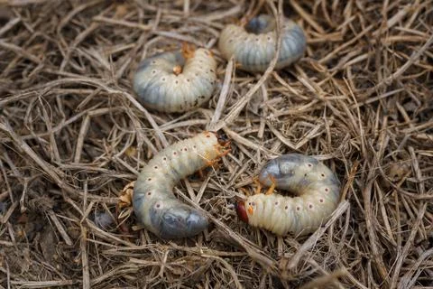 Mountain pine or bark beetle larvae, close up. Parasite destroying trees Stock Photos