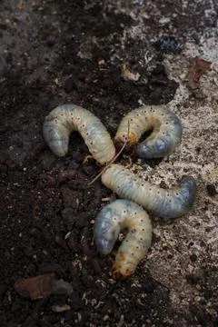 Mountain pine or bark beetle larvae, close up. Parasite destroying trees Stock Photos