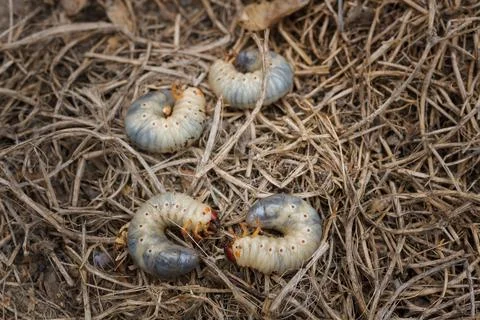 Mountain pine or bark beetle larvae, close up. Parasite destroying trees 스톡 사진
