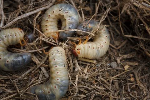 Mountain pine or bark beetle larvae, close up. Parasite destroying trees 写真素材