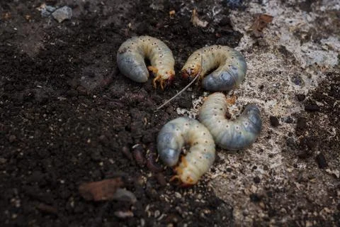 Mountain pine or bark beetle larvae, close up. Parasite destroying trees Stock Photos