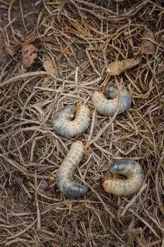 Mountain pine or bark beetle larvae, close up. Parasite destroying trees 写真素材