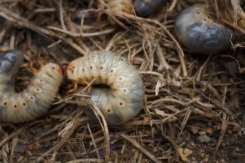 Mountain pine or bark beetle larvae, close up. Parasite destroying trees Stockfoto's