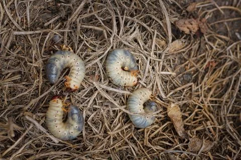 Mountain pine or bark beetle larvae, close up. Parasite destroying trees Stock Photos