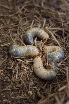 Mountain pine or bark beetle larvae, close up. Parasite destroying trees Stock Photos