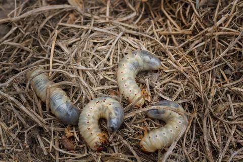 Mountain pine or bark beetle larvae, close up. Parasite destroying trees 스톡 사진