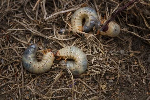 Mountain pine or bark beetle larvae, close up. Parasite destroying trees Stock Photos