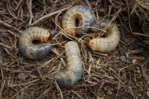 Mountain pine or bark beetle larvae, close up. Parasite destroying trees Stock Photos