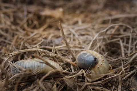 Mountain pine or bark beetle larvae, close up. Parasite destroying trees 스톡 사진