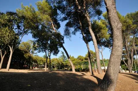 Mountain pine 스톡 사진