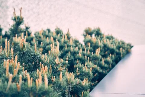 Mountain pine Pumilio close-up. Background texture of fluffy tree branches. The Stock Photos