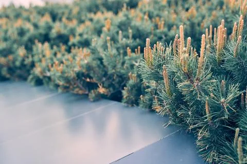 Mountain pine Pumilio close-up. Pine blossom. Background with green pine Stock Photos